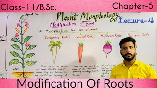 Modifications of Roots जड़ों का रूपांतरण Class11 amp BSc  Morphology Of flowering plants [upl. by Okimat]