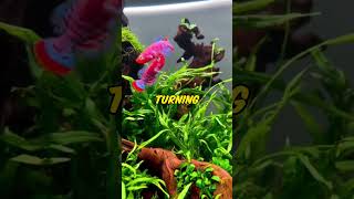 Fish Tank Video About Killifish The Colorful Jewels of the Freshwater Aquarium [upl. by Nomis]