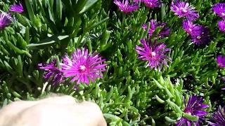 Ice Plant Propagation  Delosperma Cooperi  in 3 steps Bouturage en 2 mn [upl. by Adiasteb822]