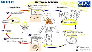 Filarial nematodes [upl. by Asilana]