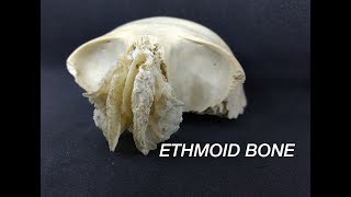 ETHMOID BONE [upl. by Ztnarf]