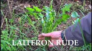 Le laiteron rude plante sauvage comestible [upl. by Oler14]