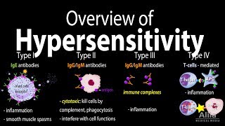 Hypersensitivity Overview of the 4 Types Animation [upl. by Eloise665]