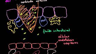 Biologia  Resposta Inflamatória Khan Academy [upl. by Liddie677]