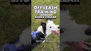 Off Leash Training Without a Shock Collar dogtraining dogtrainer offleash leashpulling puppy [upl. by Adnauqahs928]