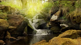 Ruhige Geräusche vom Fluss Wassergeräusche im Wald zum schlafen meditieren ausruhen  Stressabbau [upl. by Enomar]