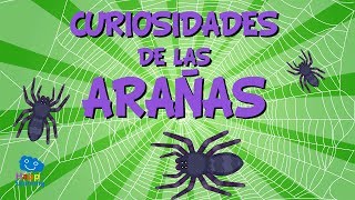 Curiosidades de las Arañas  Videos Educativos para Niños I Happy Learning [upl. by Paget361]