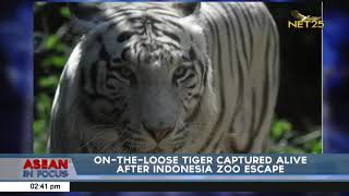 Ontheloose tiger captured alive after Indonesia zoo escape [upl. by Nadeau]