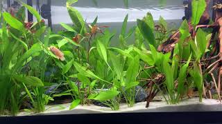 Aquarium 126L communautaire oscar poisson roseau scalaires ancistrus [upl. by Ybbil]