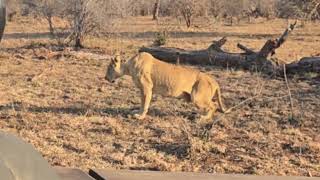 Styx Lioness Roaring Contact Calling  18 July 2024 [upl. by Camila]