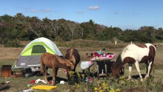 Assateague Wild Ponies Ransack Campsite [upl. by Gilud977]