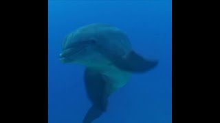 Dolphins 🐬 Healing Sounds of Dolphins 🐬 Dolphins underwater [upl. by Niltak951]