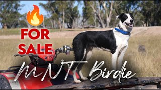 MNT Birdie  Central West QLD Working Dog Auction 2024 [upl. by Nahseez817]