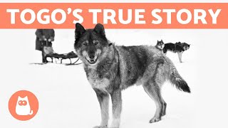 The REAL STORY of BALTO and TOGO 🐺❄️ Discover the Truth [upl. by Turnheim801]