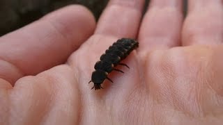 Glow Worm Lampyris noctiluca larva [upl. by Onairotciv597]