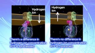 ATP Synthase Key Enzyme of Aerobic Energy Metabolism [upl. by Tallie]