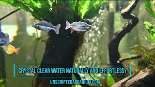 Crystal Clear Water Naturally and Effortlessly [upl. by Nomyt]