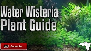 Water Wisteria Plant Guide  How to grow Water Wisteria [upl. by Noitsuj]