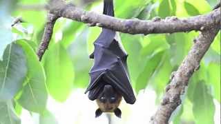 True Facts About The Fruit Bat [upl. by Ennahoj]