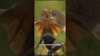 Frilled neck lizard science sciencefacts [upl. by Ahsenor]