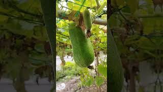 Fuzzy melon aka kundur bulu garden fruitplant [upl. by Ursel924]