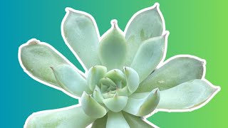 Echeveria care tips how I keep this succulent pretty succulents echeveria plants plantcare [upl. by Sheridan665]