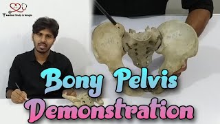 Articulated Pelvis anatomy in bangla  Bony Pelvis demonstration [upl. by Odlonyer162]