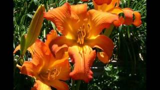 Distinctive Garden Designs  Hybrid Daylily Introductions [upl. by Halstead454]