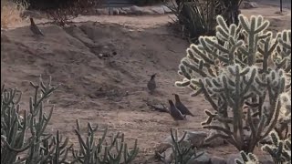 Gambel’s Quail Sounds [upl. by Luby]