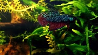 Betta smaragdina in planted tank [upl. by Hsiekal]