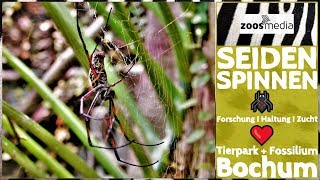 Tierpark  Fossilium Bochum Spannende Spinnen 🕷️  zoosmedia [upl. by Elrod]