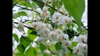 Styrax japonica Snowbell Tree [upl. by Radmen]