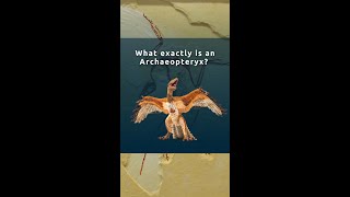 What Exactly Is an Archaeopteryx [upl. by Elik]