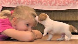 Funny Jack Russell Terrier puppies 4 weeks Cute puppies  funny puppies [upl. by Petracca728]