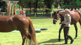 Emotion Pferd Tour  Impressionen  FS ReitZentrum Reken  2012 [upl. by Saraiya]