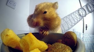 Inside a hamsters cheeks  Pets  Wild at Heart Episode 1 Preview  BBC One [upl. by Yrogerg]