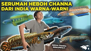 IKAN CHANNA WARNAWARNI DARI INDIA MASUK KE RUMAH DARI CHANNA BLEHERI SAMPE CHANNA BLUE BENGAL [upl. by Hukill5]