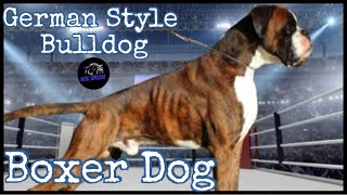 Der Boxer  Bulldogge auf Deutsche Art [upl. by Harned590]