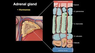 Adrenal gland [upl. by Ayenat63]