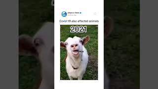 FUNNY GOAT VOICE😂 goat funny funnyvideo goatfarm animals goatfarmerlife goatlovers [upl. by Moorish]