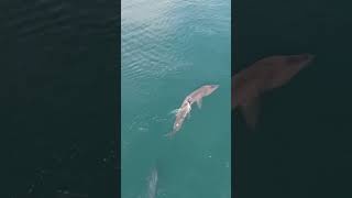 We’ve captured some cool footage of basking shark encounters over the years but this one was epic [upl. by Whang]