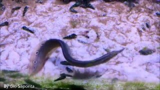 Macrognathus siamensis Peacock eel [upl. by Eislel424]