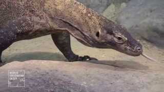 Komodo Dragons at the Bronx Zoo [upl. by Losse782]