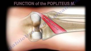 Anatomy Of The Popliteus Muscle  Everything You Need To Know  Dr Nabil Ebraheim [upl. by Anirret118]