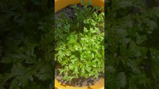 Selaginella plants gardenplants love nature plantlover shorts shortvideo video [upl. by Ariec]