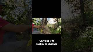 Falling Sycamore Tree firewood bucking diy firewoodstand [upl. by Dnumyar]