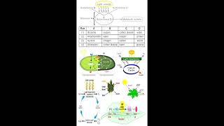 Photosynthesis Substances and Equation geneticteacher [upl. by Wojak354]