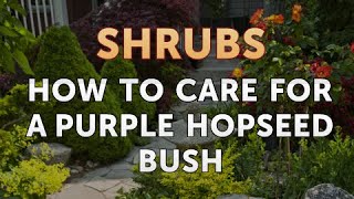 How to Care for a Purple Hopseed Bush [upl. by Anitsuj]