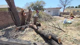 Day 2 in the Permaculture Food Forest Mopani and Spekboom as a tree fodder for sheep and cattle [upl. by Va278]