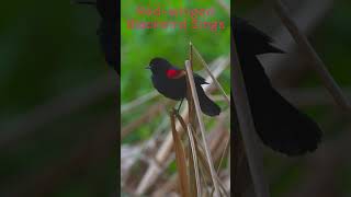 Redwinged Blackbird Sings [upl. by Canning]